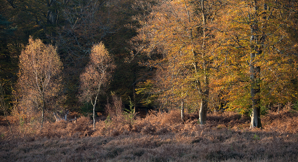 Autumn Birch and Beech, Bolderwood